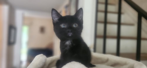 WESLEY - Domestic Short Hair for adoption in Richmond
