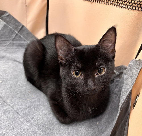 WESLEY - Domestic Short Hair for adoption in Richmond