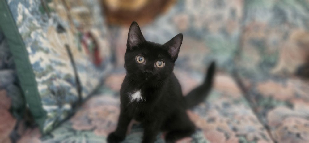Maizie Image
