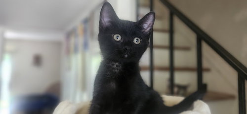 ADELLA - Domestic Short Hair available for adoption