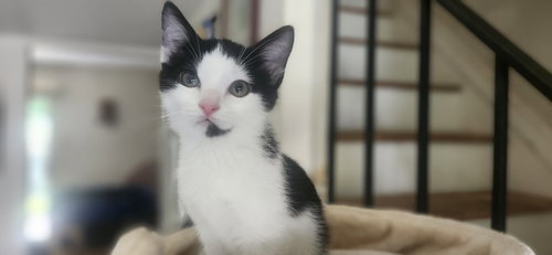 NETTIE - Domestic Short Hair for adoption in Richmond