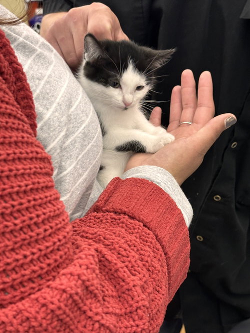NETTIE - Domestic Short Hair available for adoption