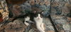 Wilbur - Photo 2