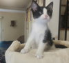 Wilbur - Photo 3