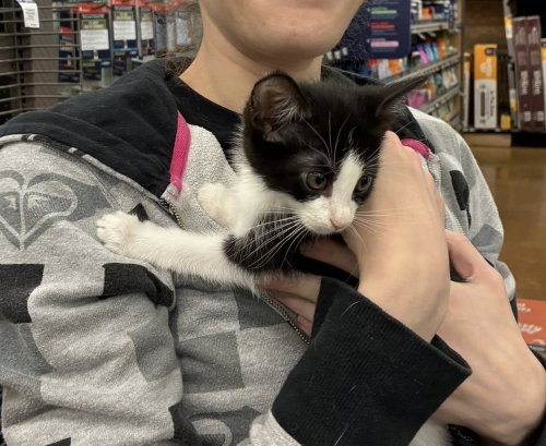 Wilbur, an adoptable Domestic Short Hair in Henrico, VA