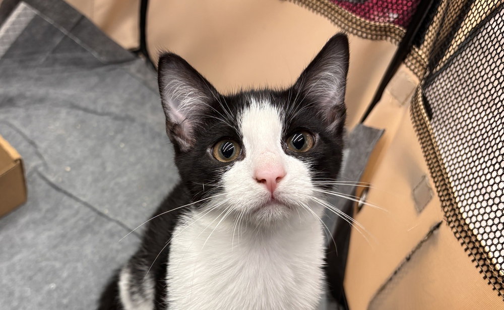 Wilbur