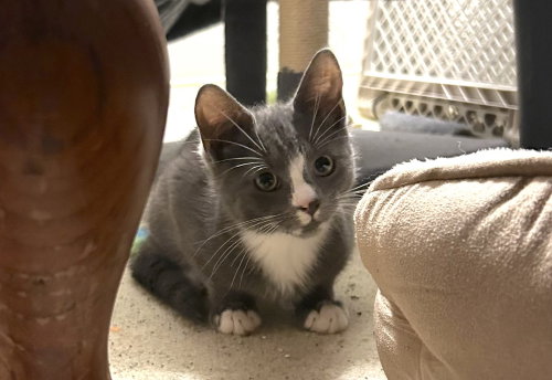 Tony, an adoptable Domestic Short Hair in Henrico, VA