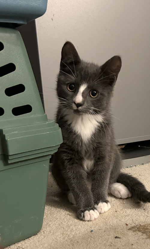 TONY - Domestic Short Hair available for adoption
