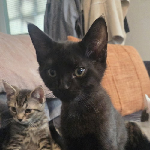 picture of the cat needing adoption
