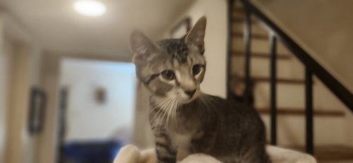 Nugget