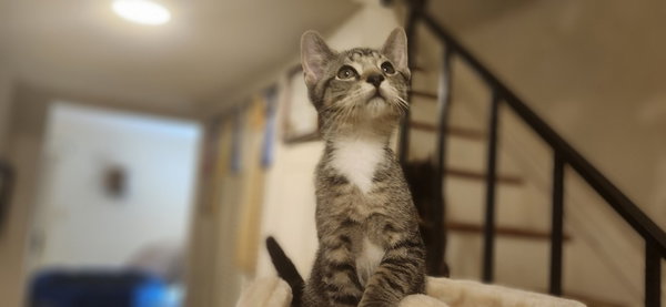 Nugget
