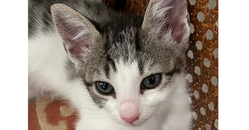 Jin, Baby Domestic Short Hair / Domestic Short Hair / Mixed (short coat), cat for adoption in Richmond, Virginia