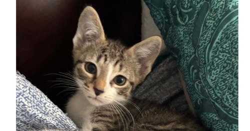 Tae, Baby Domestic Short Hair / Domestic Short Hair / Mixed (short coat), cat for adoption in Richmond, Virginia