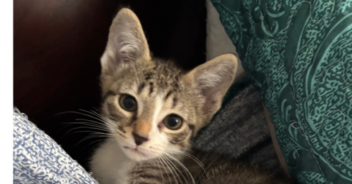 picture of the cat needing adoption