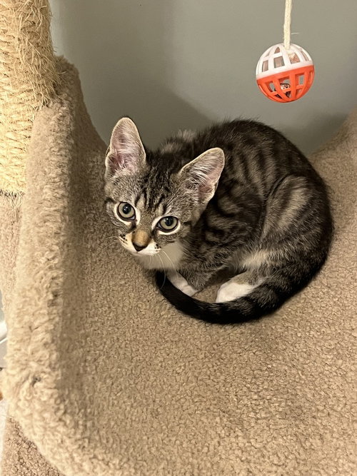 Dixie, Baby Domestic Short Hair (short coat), cat for adoption in Richmond, Virginia