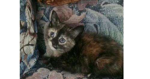 CocoPuff, an adoptable Domestic Short Hair in Henrico, VA