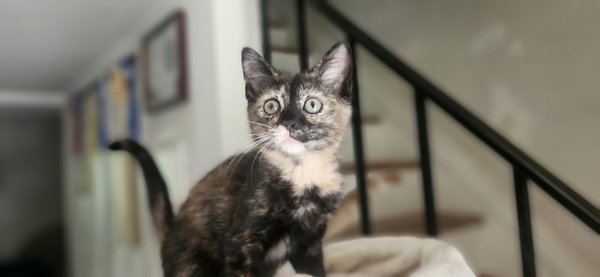 CocoPuff