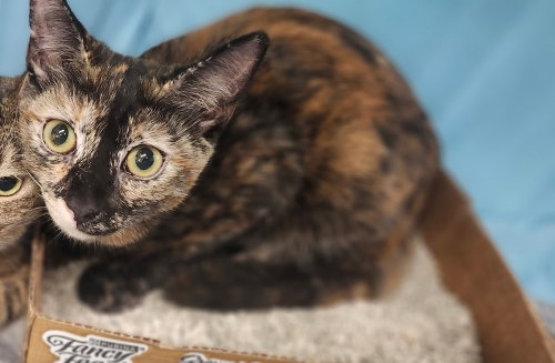 picture of the cat needing adoption