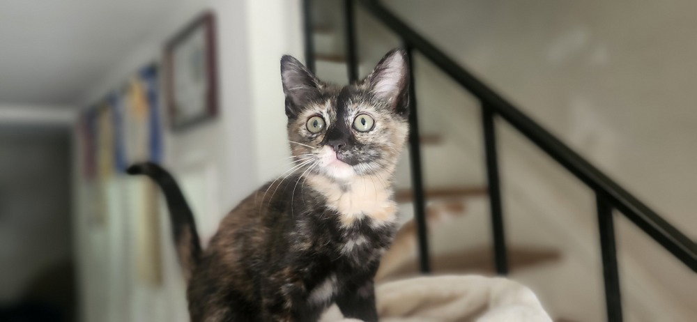 CocoPuff, photo 3
