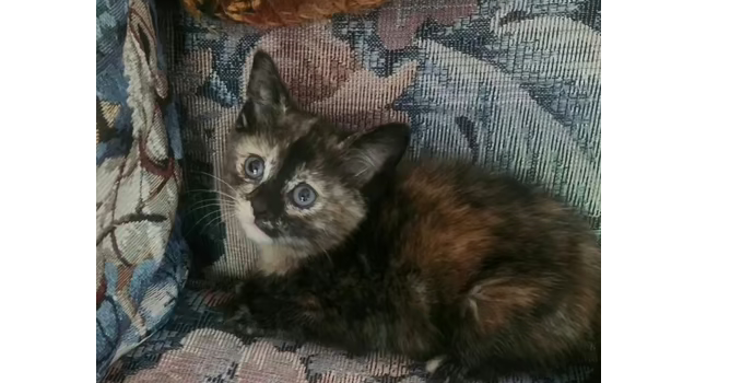 CocoPuff, photo 4