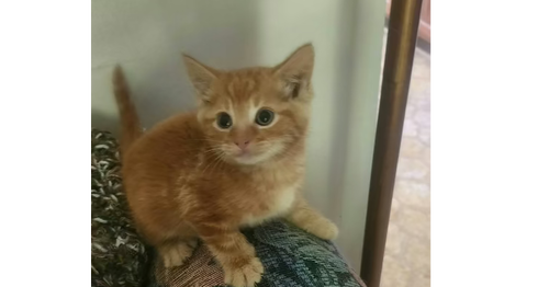 Lucky Charmer, an adoptable Domestic Short Hair in Henrico, VA