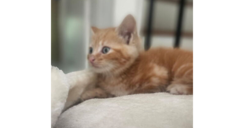 Cheerio, an adoptable Domestic Short Hair in Henrico, VA