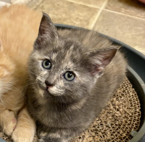 picture of the cat needing adoption