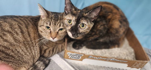 picture of the cat needing adoption