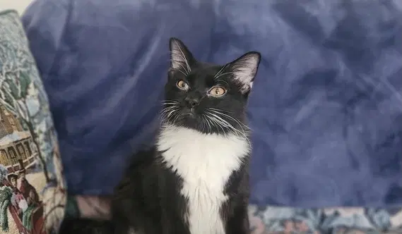 S'more - Domestic Long Hair