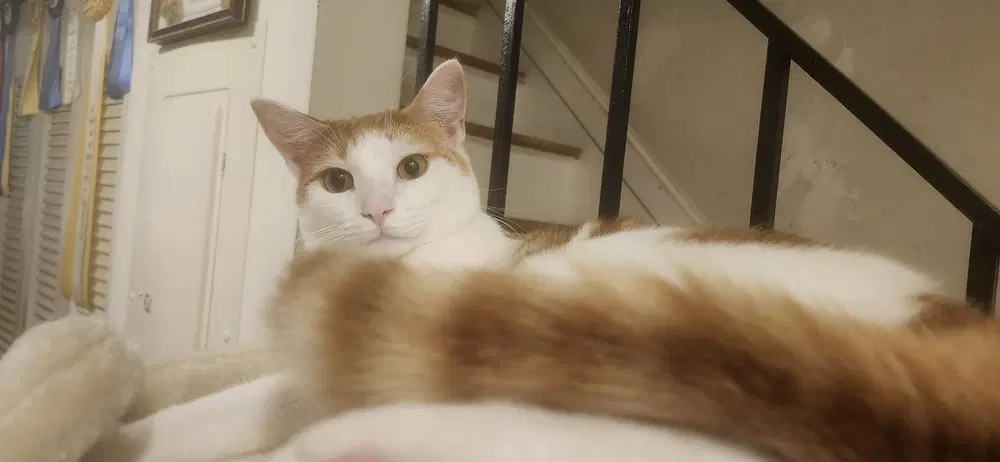 Puma - Domestic Short Hair
