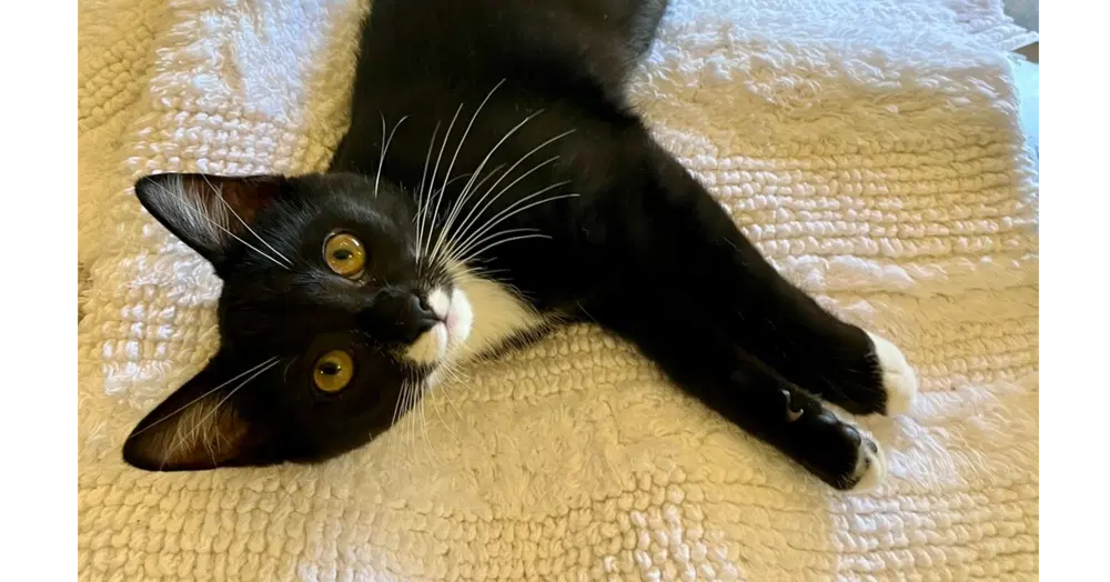Dorothy - Domestic Short Hair