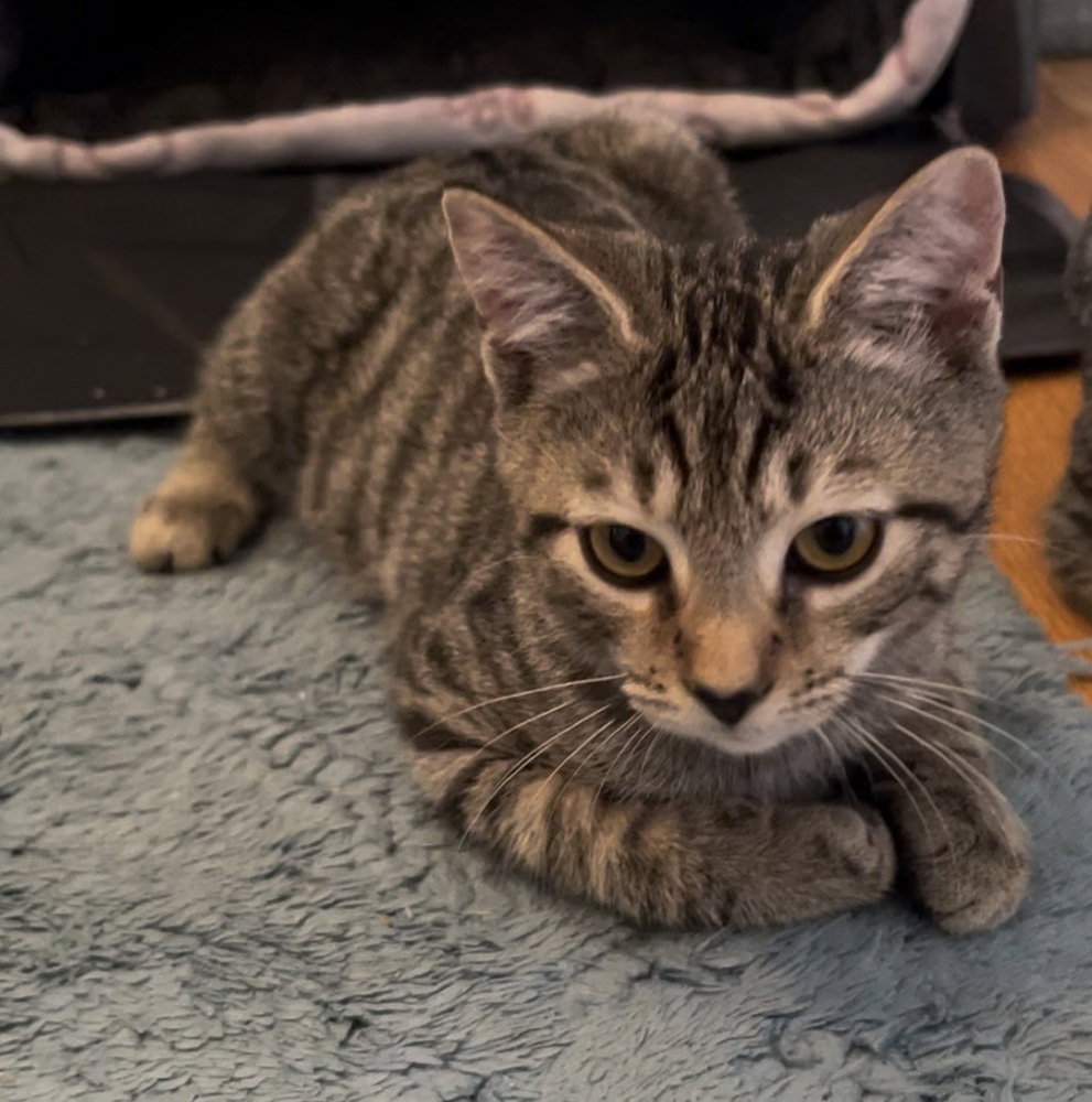 Jangle, cat