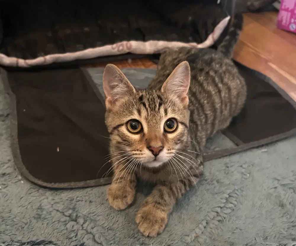 Jiggle - Domestic Short Hair