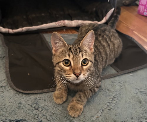 picture of the cat needing adoption