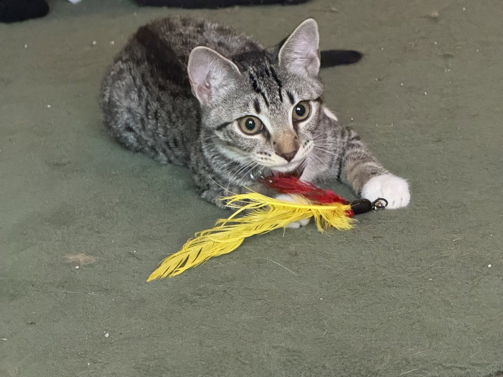 Tiny, cat