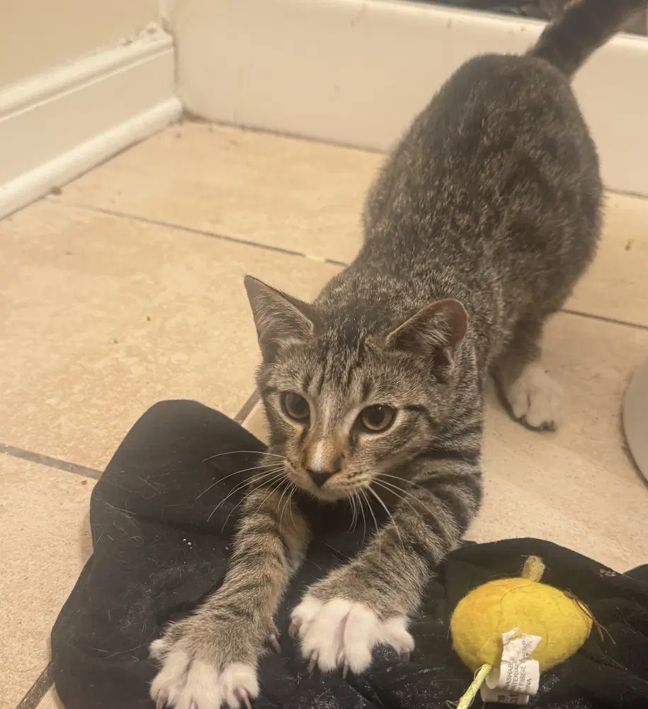 Ceril - Domestic Short Hair