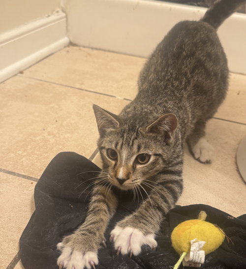 picture of the cat needing adoption