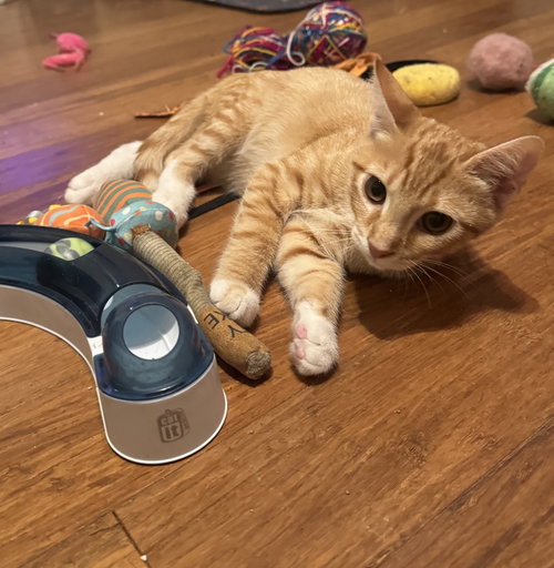picture of the cat needing adoption