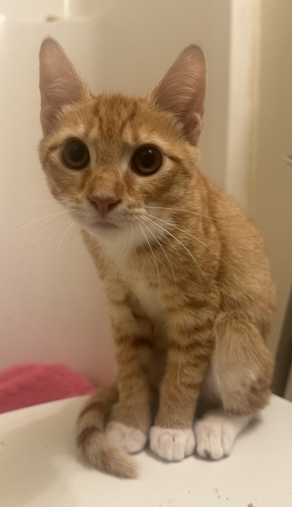 Orville, photo 4