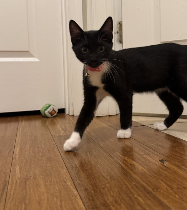 Tango