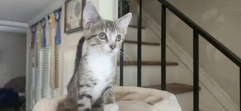 Winnie - Domestic Short Hair