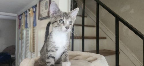 picture of the cat needing adoption