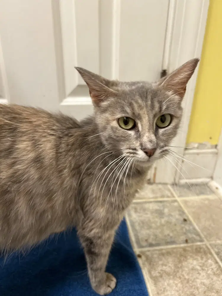 Fiona - Domestic Short Hair