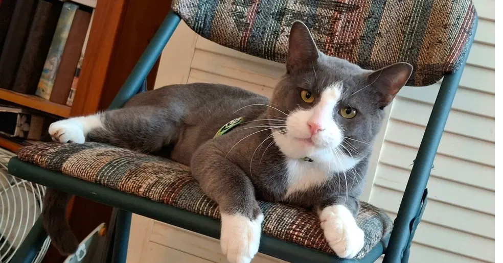 Oliver - Domestic Short Hair
