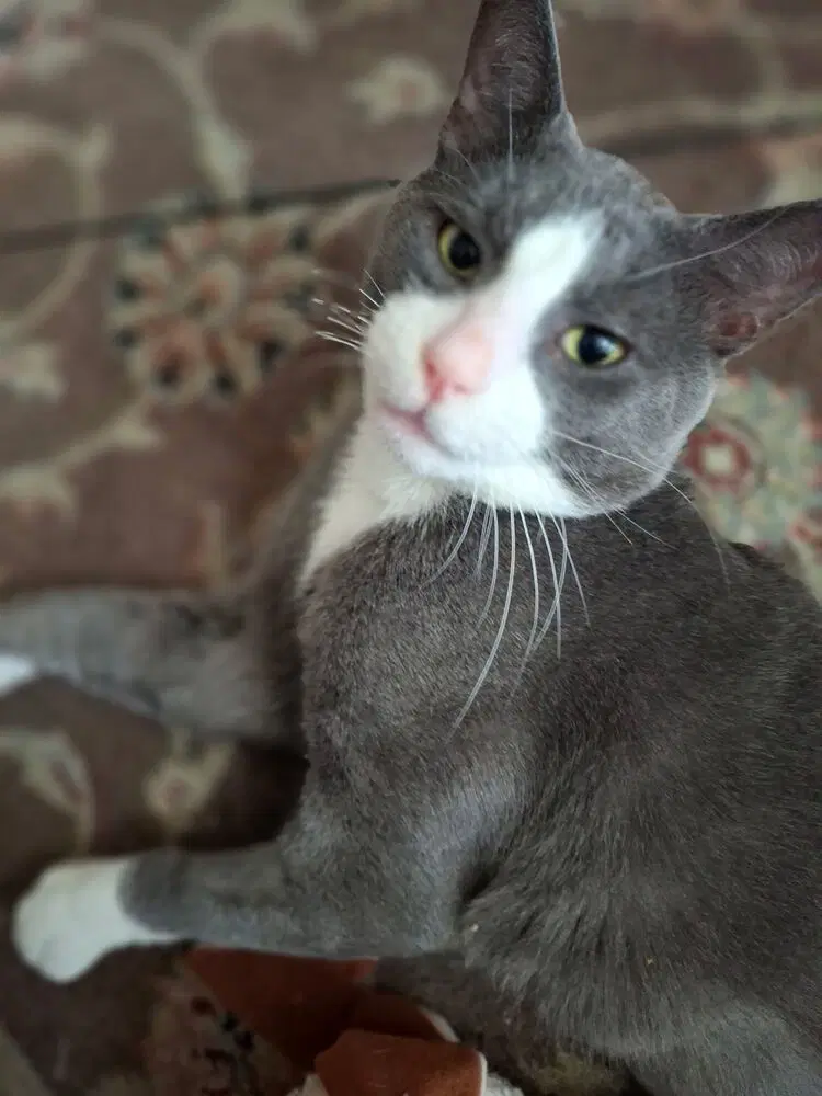 Oliver image 2