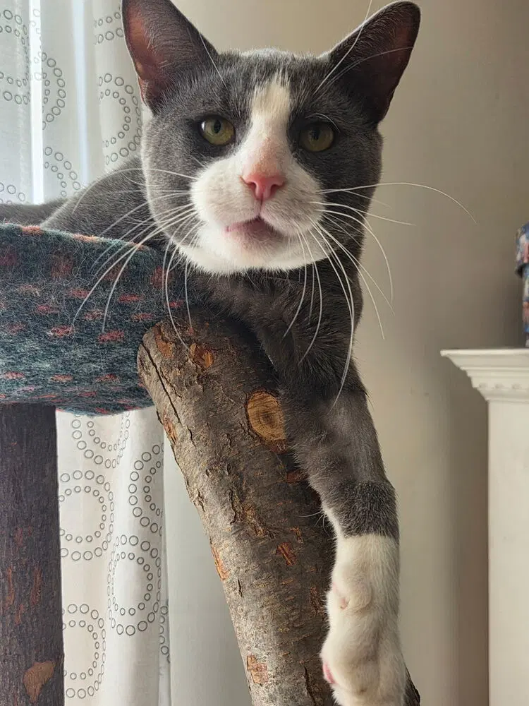 Oliver image 3