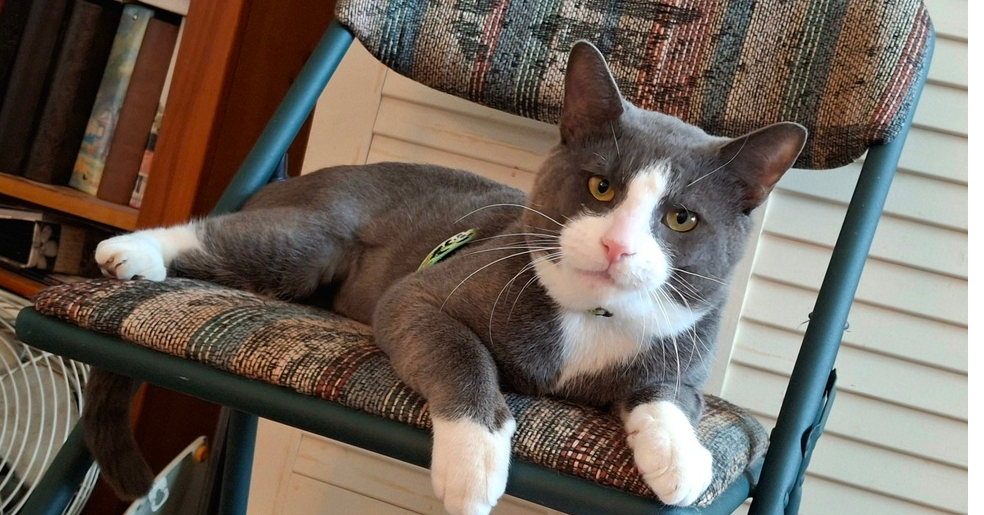 Oliver, photo 2