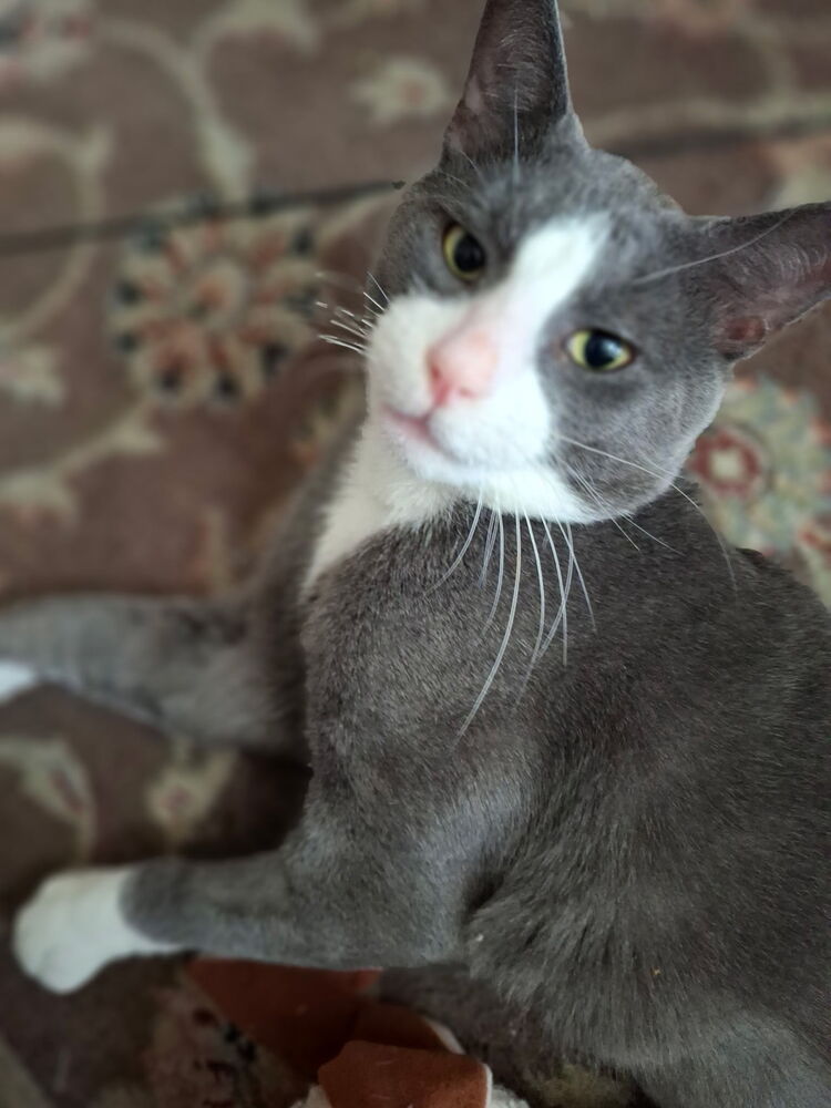Oliver, photo 3