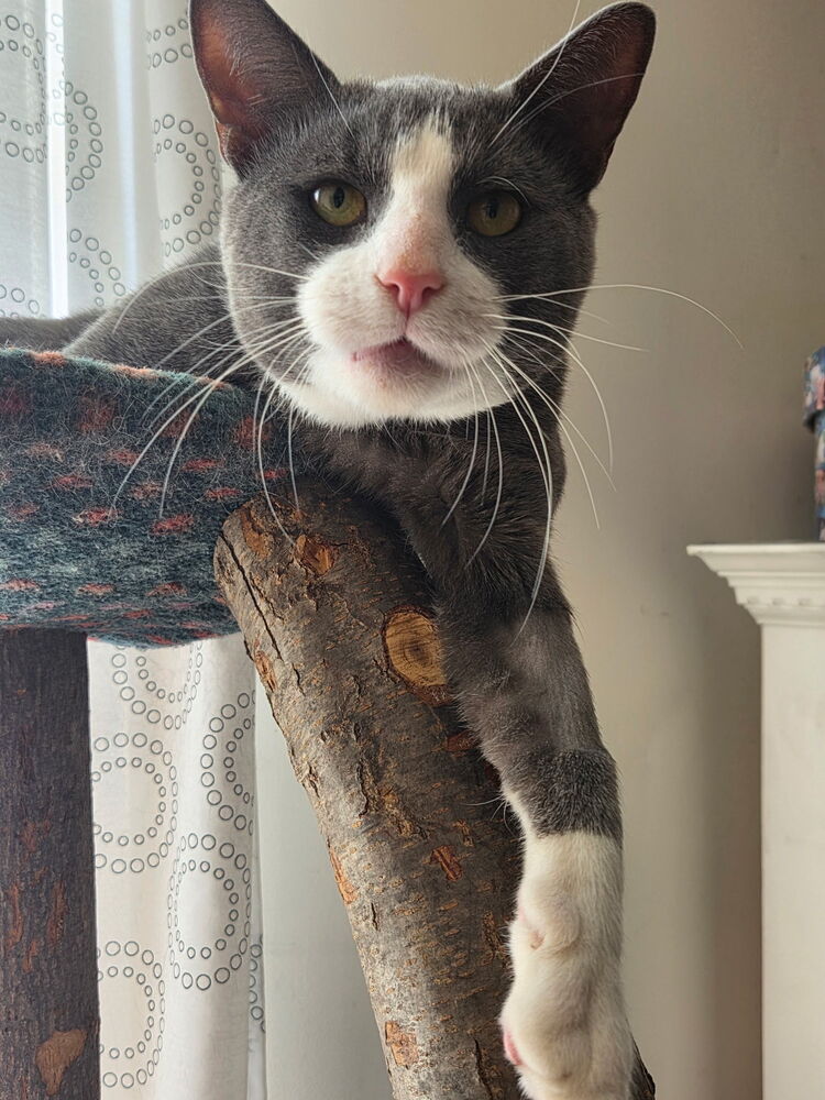 Oliver, photo 4