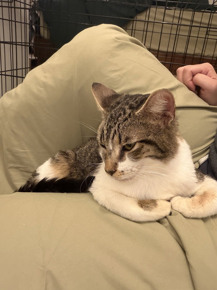 Maple, cat